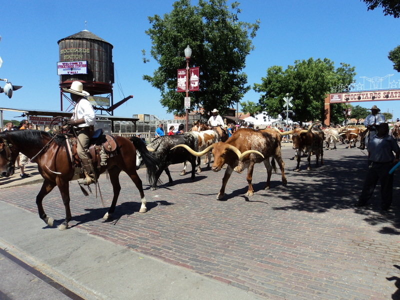 Fort Worth, TX: cowboys