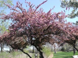 Park Forest, IL: beautiful tree with flowers in central park