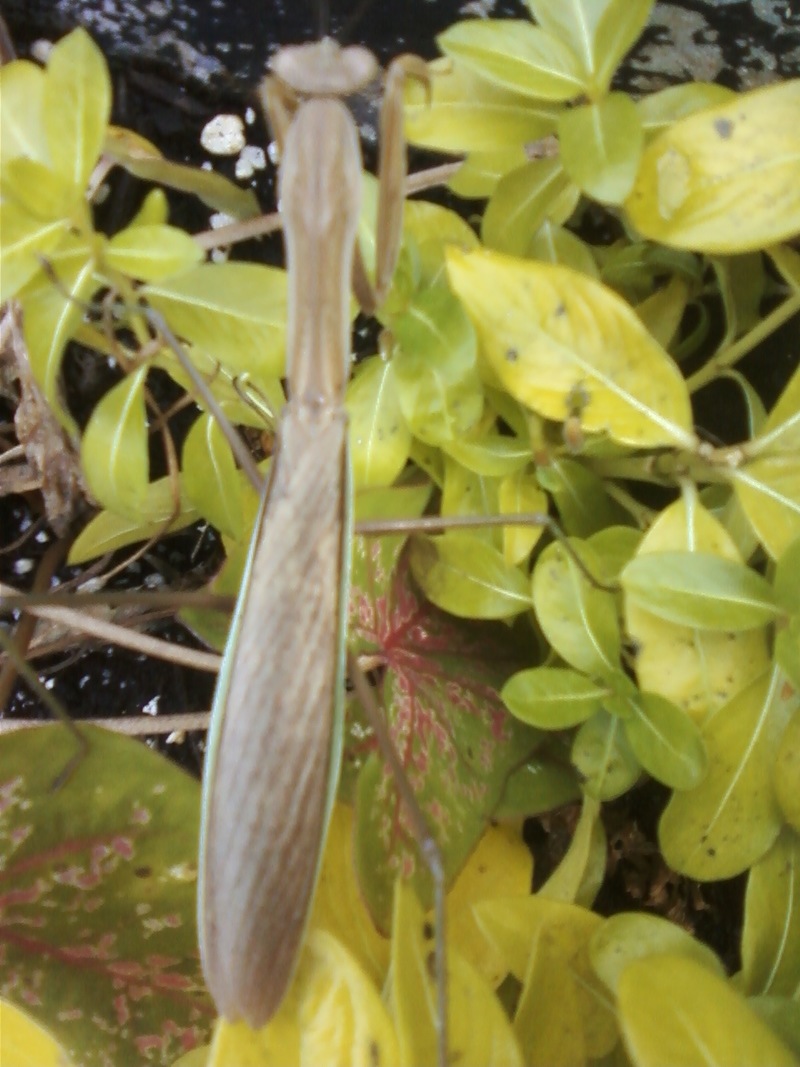 Eastlake, OH: praying mantis in my yard