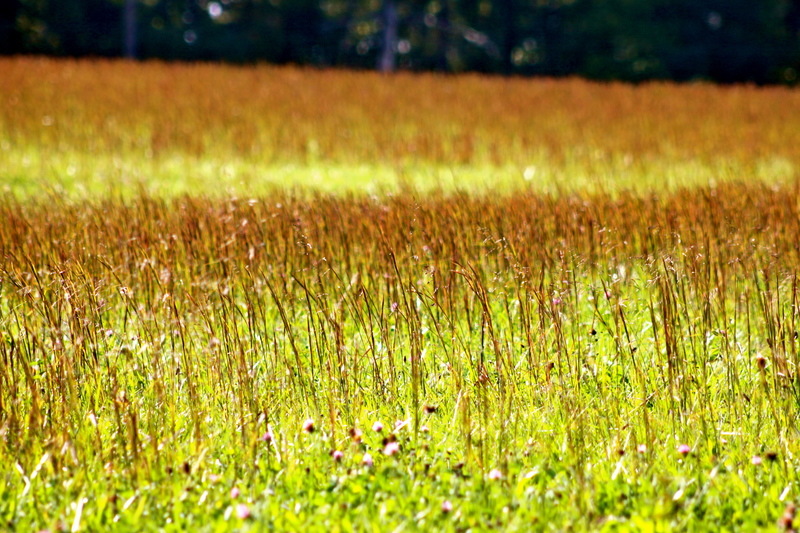 Alton, IN: Fall picture taken on a walk with my Uncle Bert.