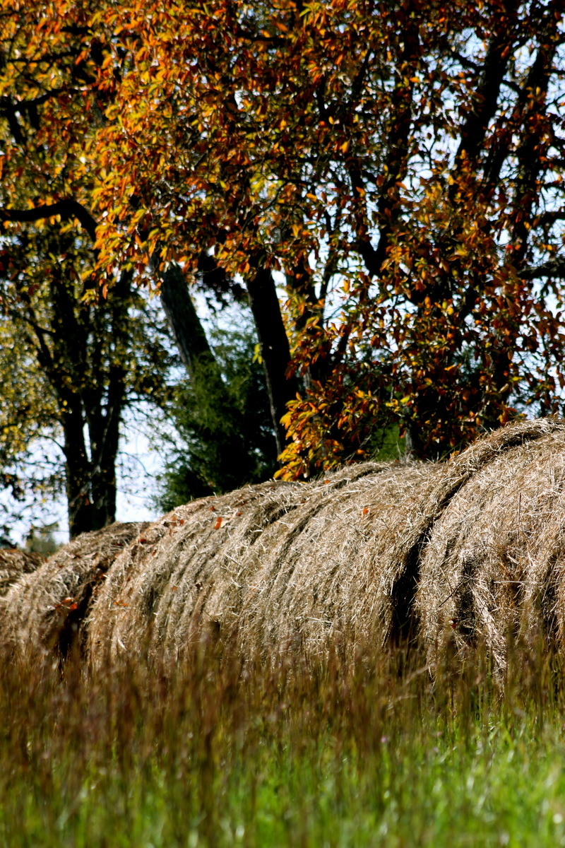 Alton, IN: Fall picture taken on a walk with my Uncle Bert.