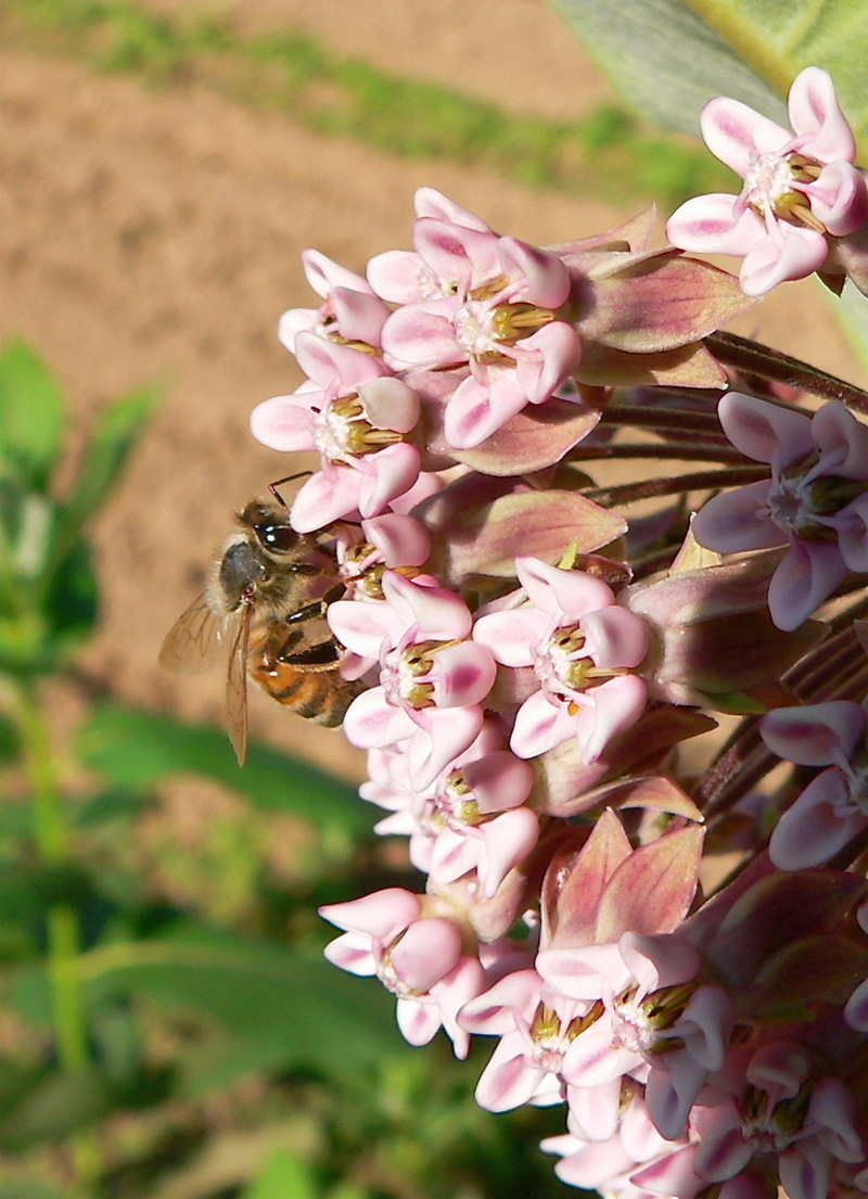 Broad Brook, CT: Honeybee on Milkweed, Plantation Road, Broad Brook