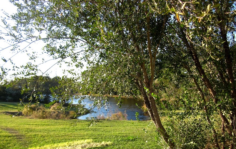 Ambrose, GA Pond in Ambrose GA photo, picture, image at