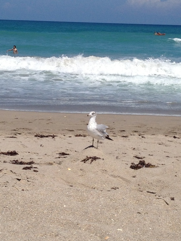 Hutchinson Island South, FL: Seagull