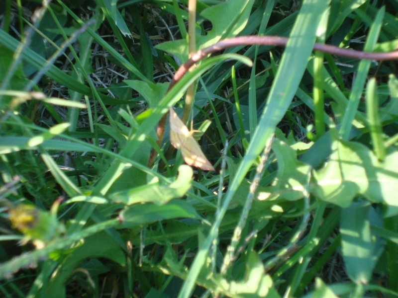 Sparland, IL butterfly photo, picture, image (Illinois) at