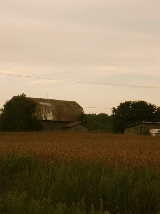Port Austin, MI: Old barn looking over the wheat field