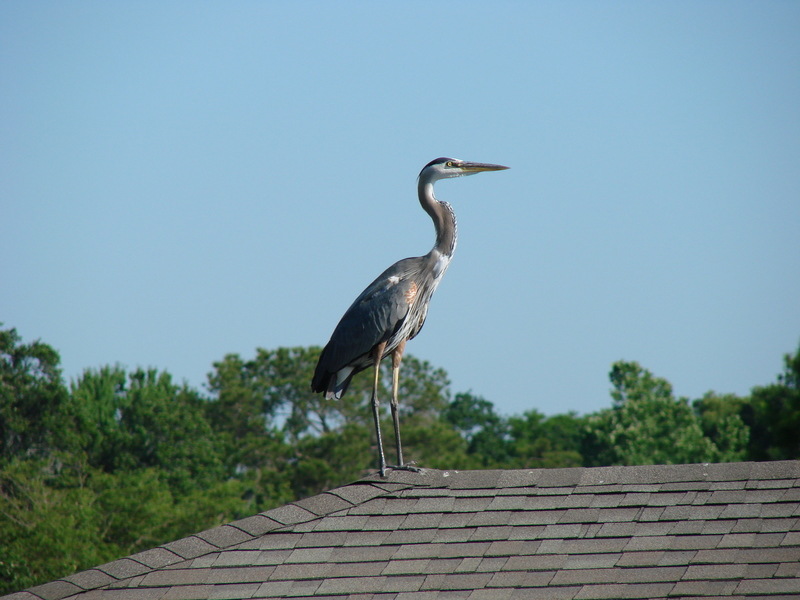 Windermere, FL: souvenir d 'un heron