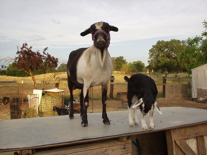 Orangevale, CA: Picture of a couple of our goats in beautiful agricultural zoned Orangevale.