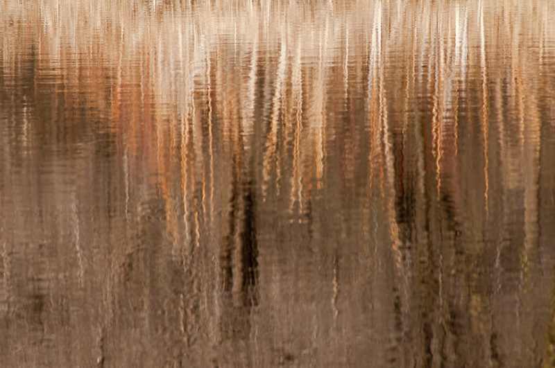 White Bear Lake, MN: Reeds Reflected