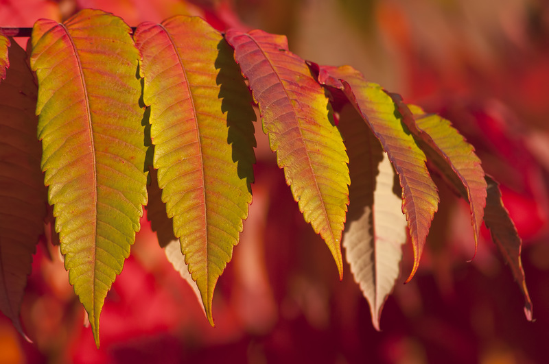 Shoreview, MN: Sumac turning red