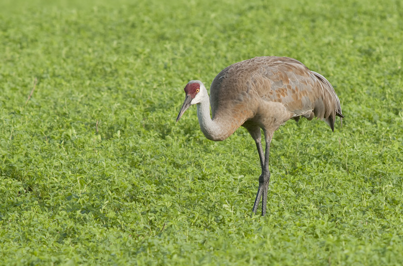 Isanti, MN: Crane in field in Isanti