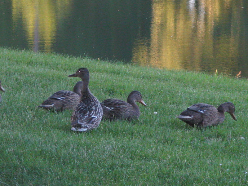 Longview, WA: Ducks