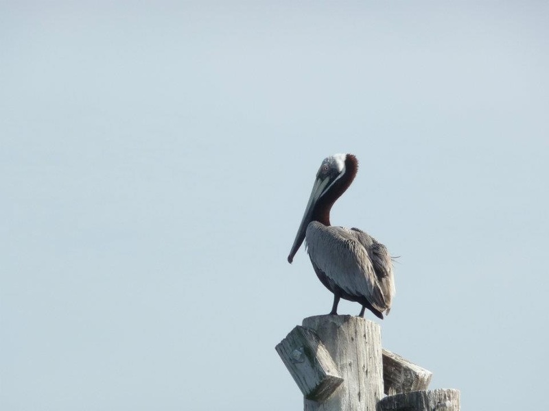 Chauvin, LA: Brown Pelican, Chauvin, LA