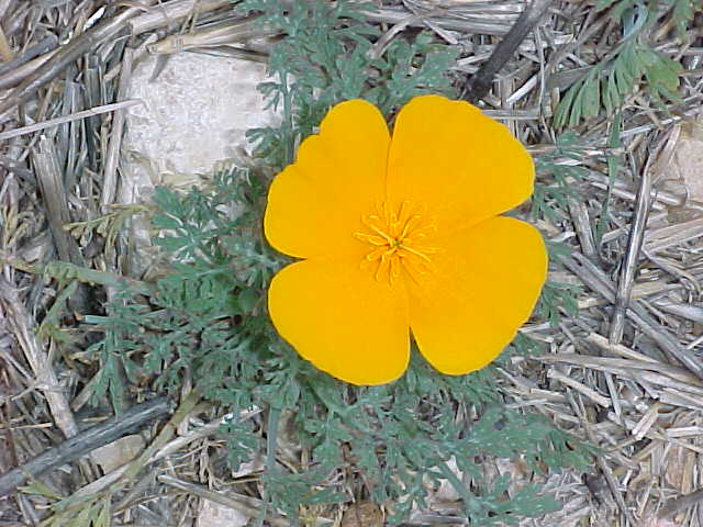 Carlsbad, NM: Desert Poppy growing in desert in Carlsbad, NM