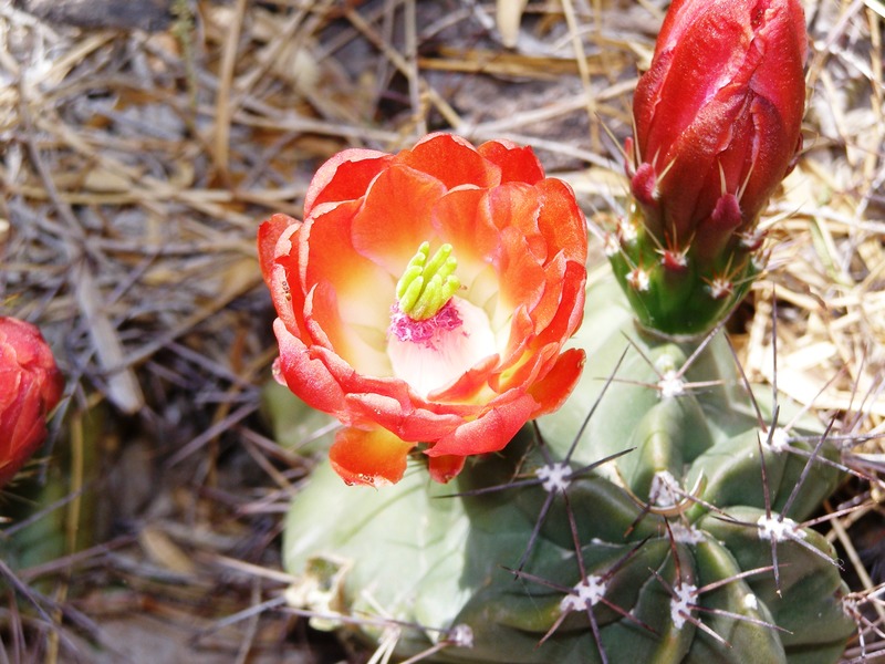 Carlsbad, NM: Claret Cup Cactus blossom growing in Carlsbad, NM