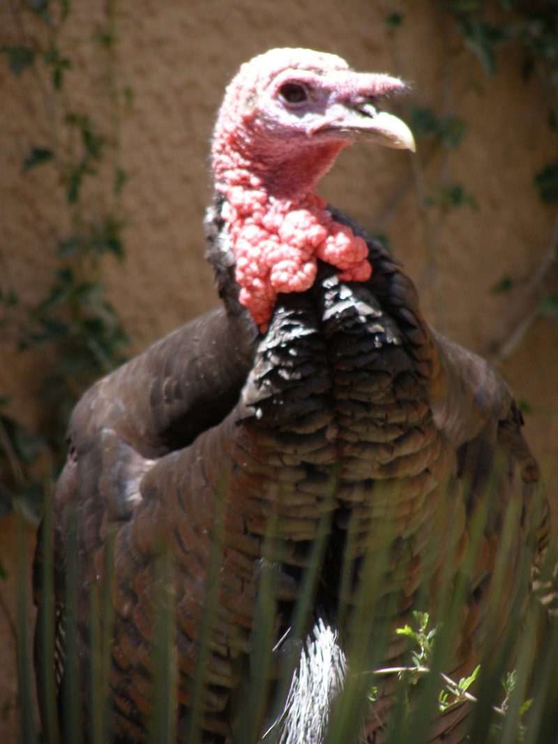 Carlsbad, NM: Turkey at Living Desert Zoo in Carlsbad, NM