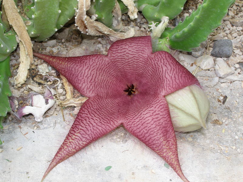 Carlsbad, NM: Euphobiaceae bloom at Living Desert State Park in Carlsbad, NM