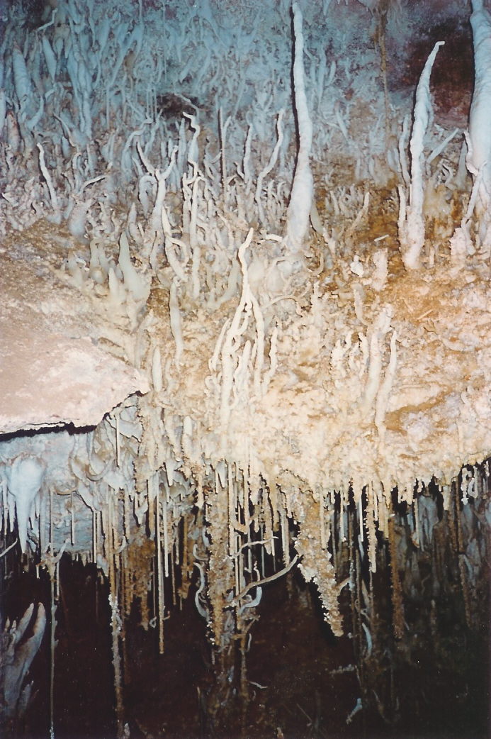 Carlsbad, NM: Medusa Room in Spider Cave, Carlsbad Caverns National Park, NM