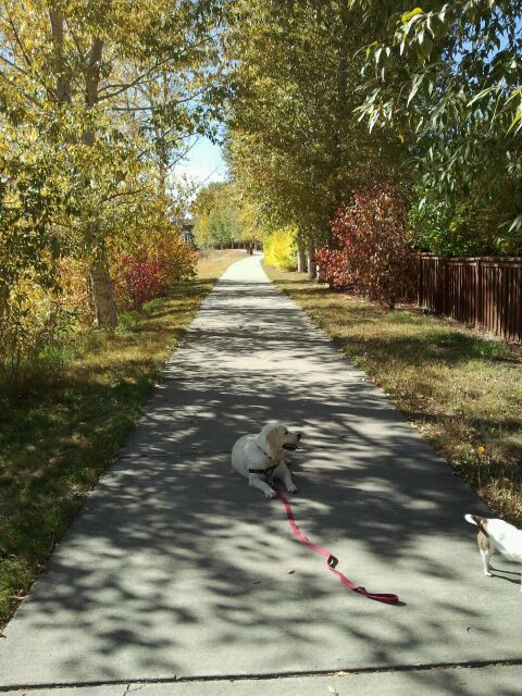Stonegate, CO: Fall walk on the walking path