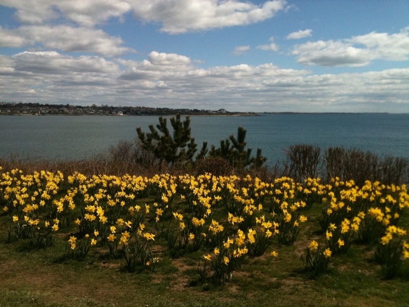 Newport, RI: Yellow Daffodils
