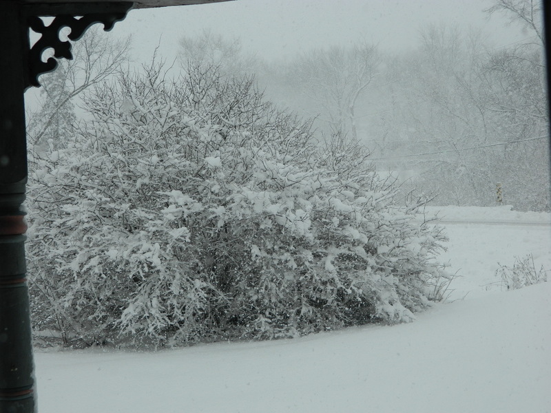 Manchester, WI: Large bush in my front yard during the blizzard on 12/20/12