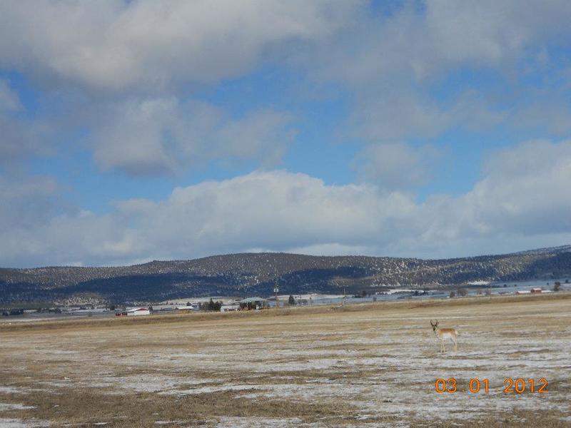 Malin, OR Heading into Malin Antalope by the road photo, picture