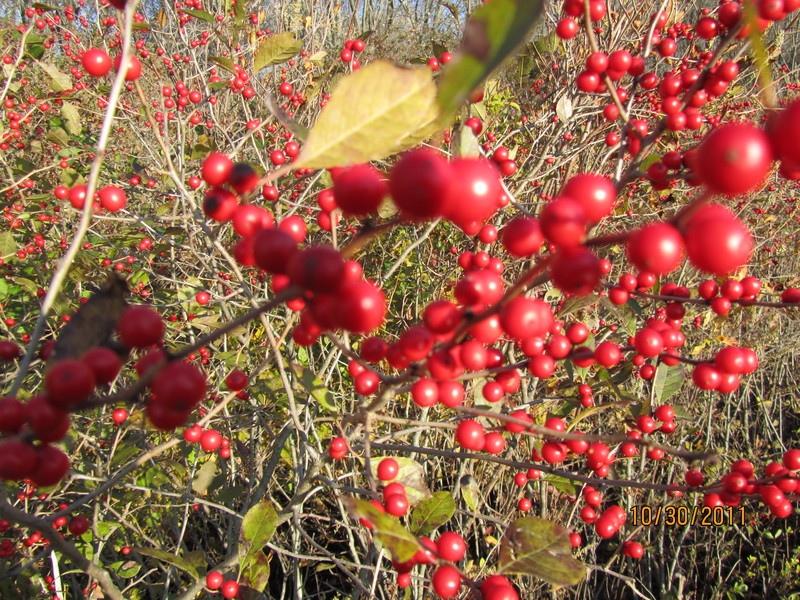Halifax, MA: berries in the fall at Burrage Pond