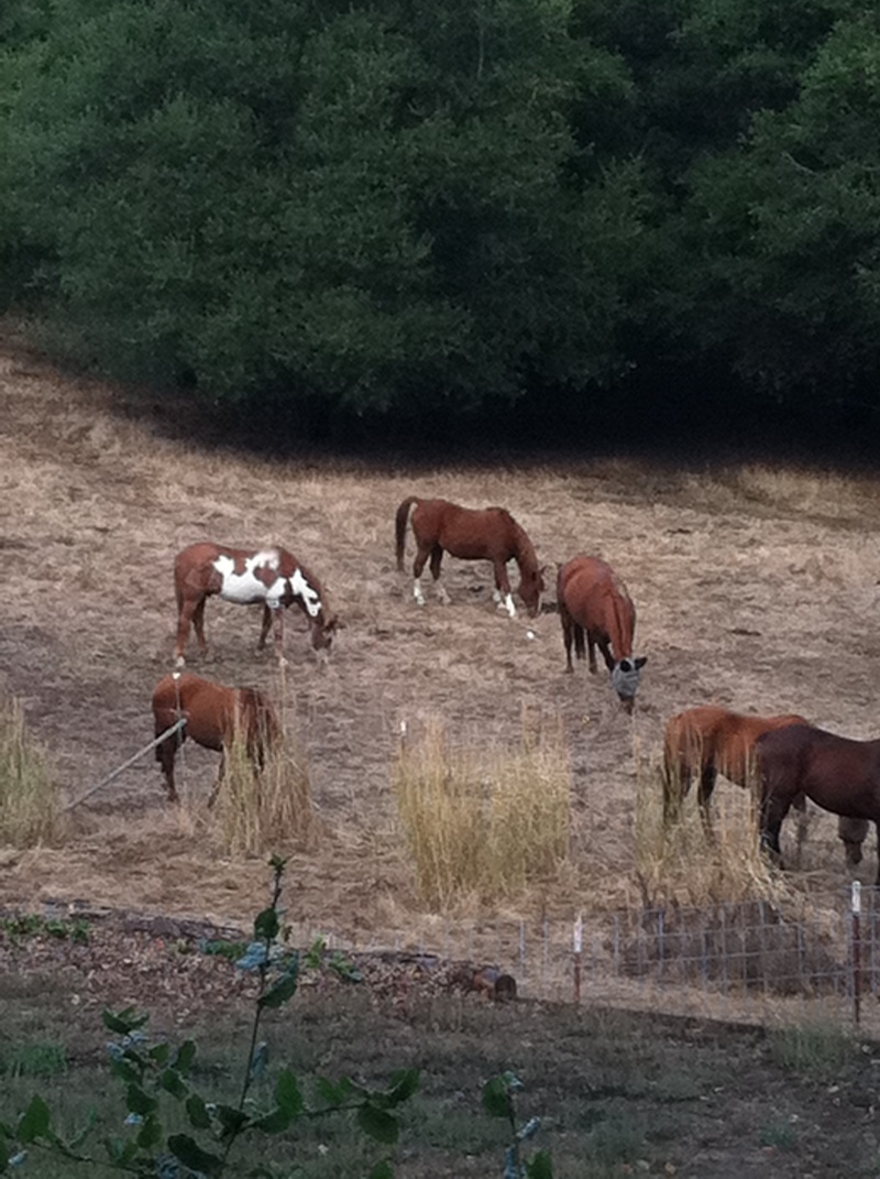 Orinda, CA: Horses from the Orinda Horseman! From my back porch!