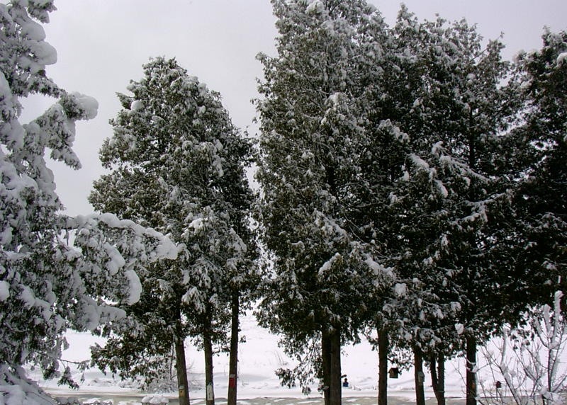 Algoma, WI: Winter in the backyard.