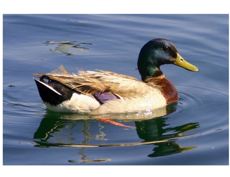 Golden Valley, AZ: The ducks at Katherines Landing