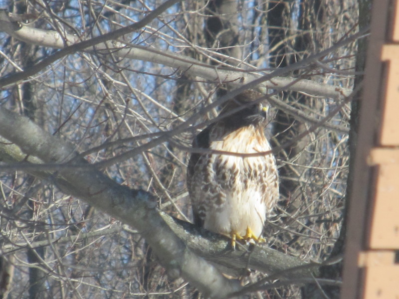 Enfield, CT: backyard Hawk