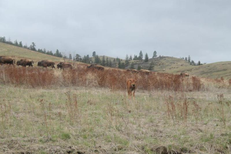 Charlo, MT: National Bison Range-Charlo