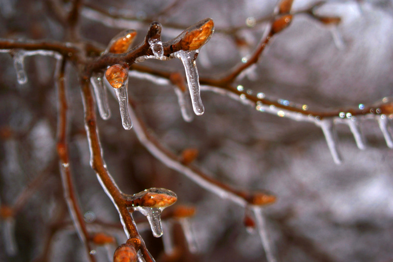 Cherokee Village, AR : Taken after a gentle ice storm in February ...