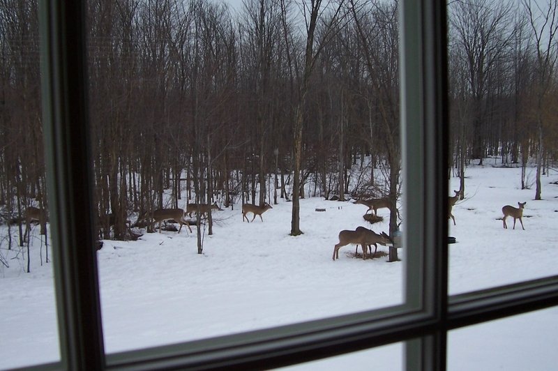 Rock Creek, OH: Looking out a window in our house on Dawsey Rd