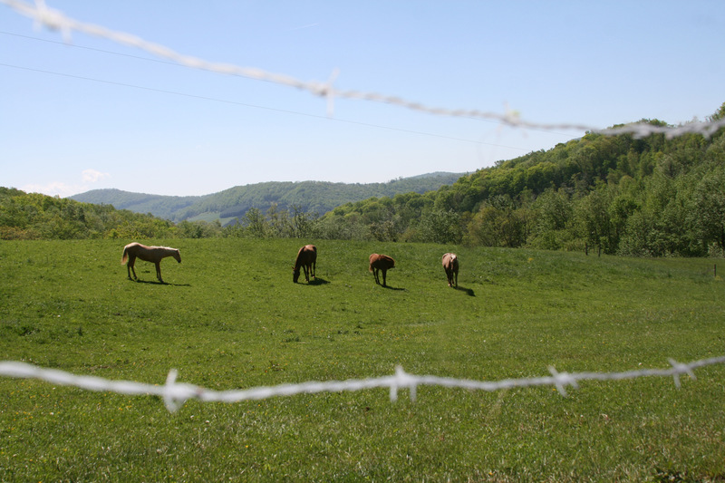 West Jefferson, NC: Horses on Buck Mountain