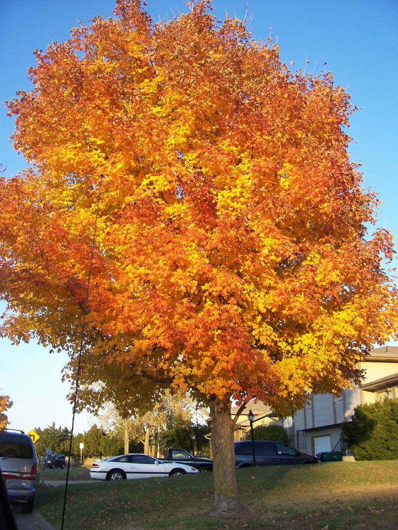 Manhattan, KS: Fun Fall Foliage