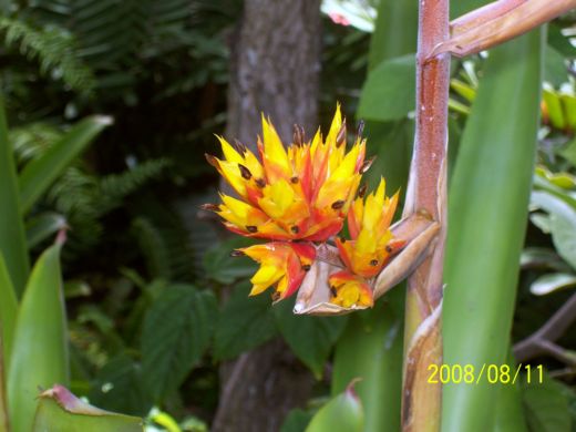 Key West, FL: Vibrant Bird of Paradise (Yellow, Red, and Orange) in Key West