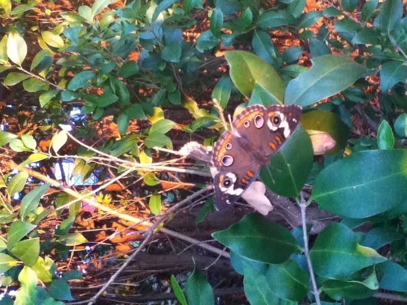 North Druid Hills, GA: While taking a stroll, found this lovely creature on a bush