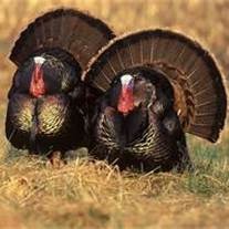 Wellston, OH: turkey 'farm'