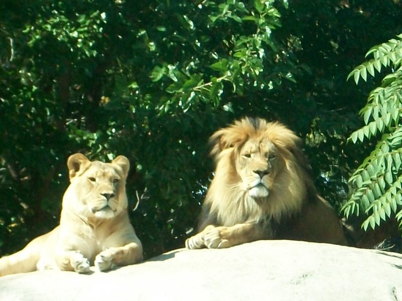 Pueblo, CO: Lions at Pueblo, Co city zoo