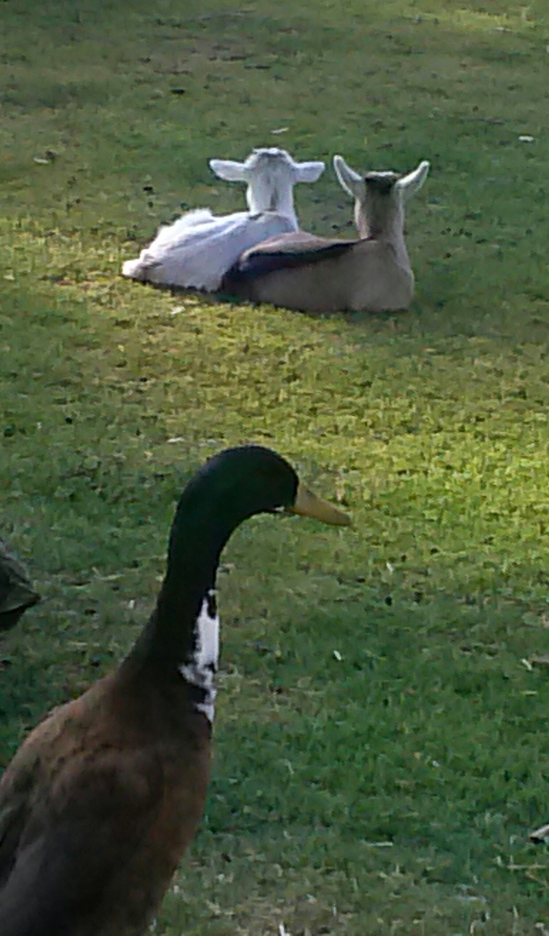 Manteca, CA: new twin baby goats hanging out with mr. duck in our 2 acre backyard manteca ca