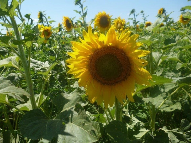 Glenburn, ND: Sunflower field in Glenburn