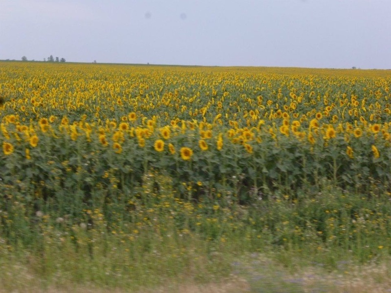Glenburn, ND: Sunflower field in Glenburn