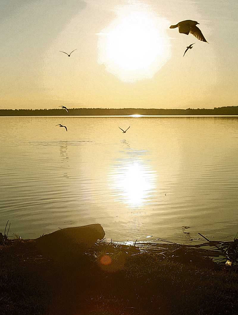 Bemidji, MN: Morning Gulls Over Lake Bemidji