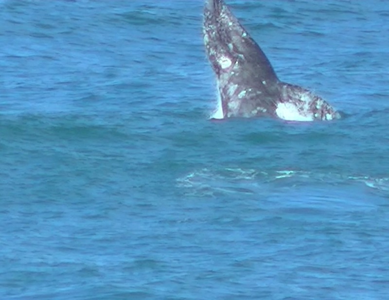 Gold Beach, OR: Whale leaping out of the water