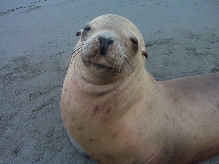 Gold Beach, OR: Sitting next to this seal for 1 1/2 hour watching the fog roll up to the beach