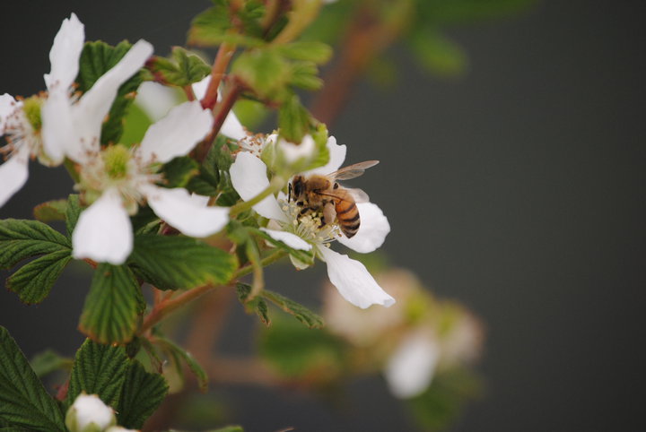 Fellsmere, FL: this bee ws after fresh orange blossom pollen in a fellsmere grove
