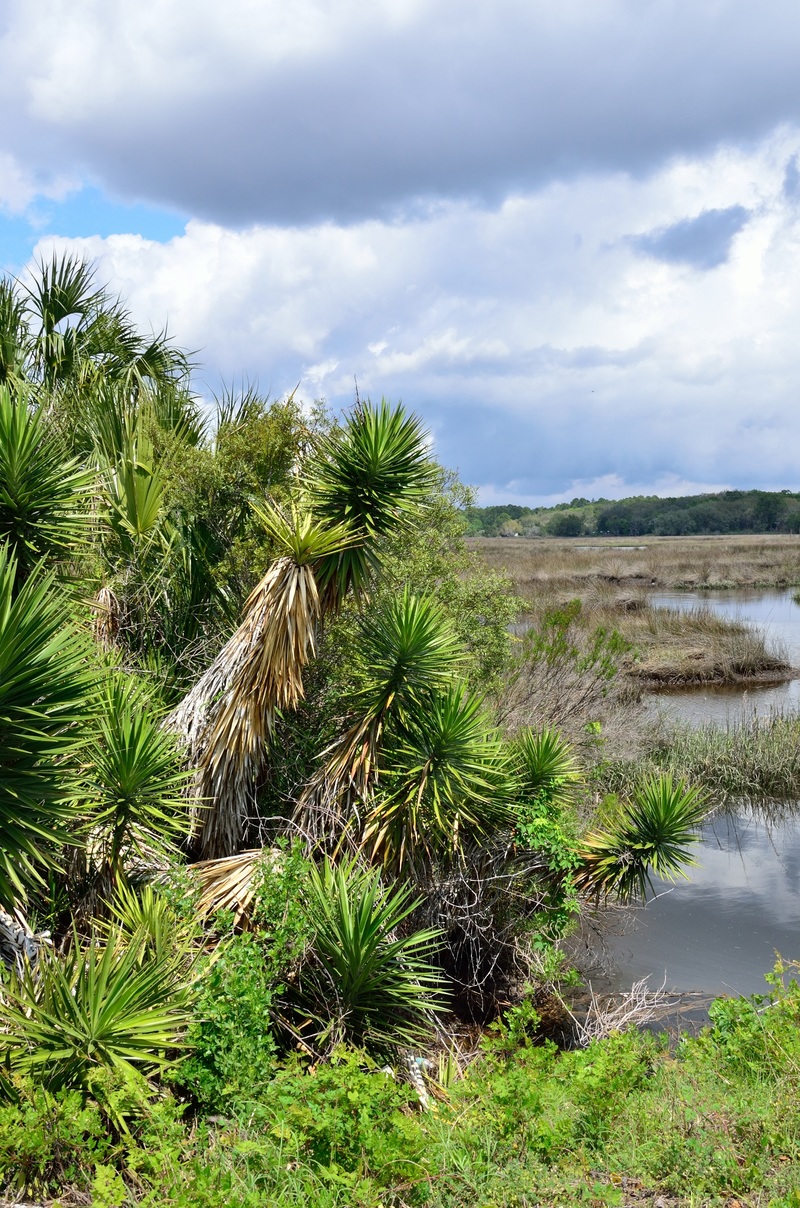 St. Marys, GA: Borrell Creek by Jackie DeBusk