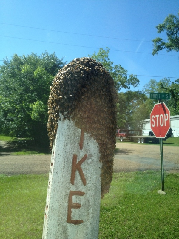 Osyka, MS: Bees near the Masonic lodge