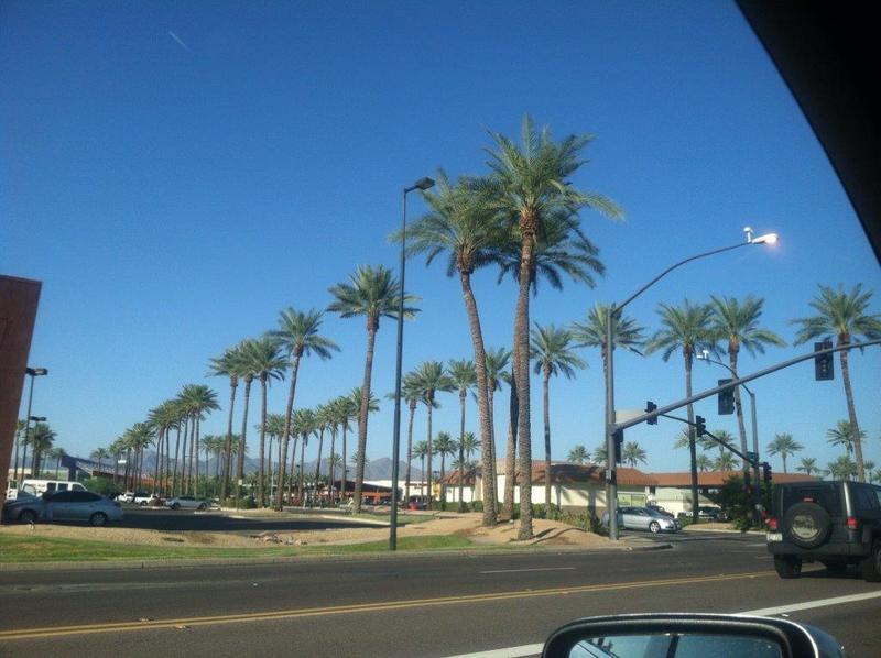 Phoenix, AZ: Palm Trees in Scottsdale